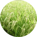 米へのこだわり。